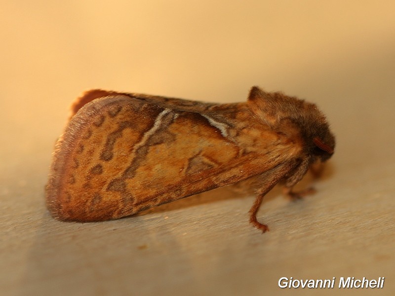 Triodia sylvina